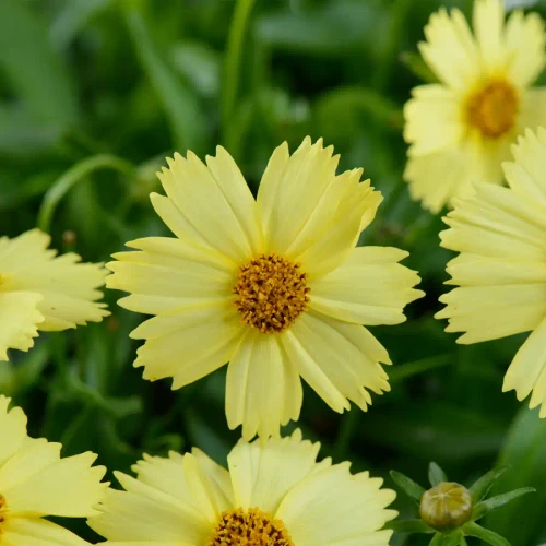 Coreopsis Solanna™ Glow PPAF (72 cells)