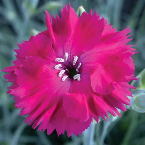 Dianthus American Pie® Blueberry Pie PP35237 (72 cells)