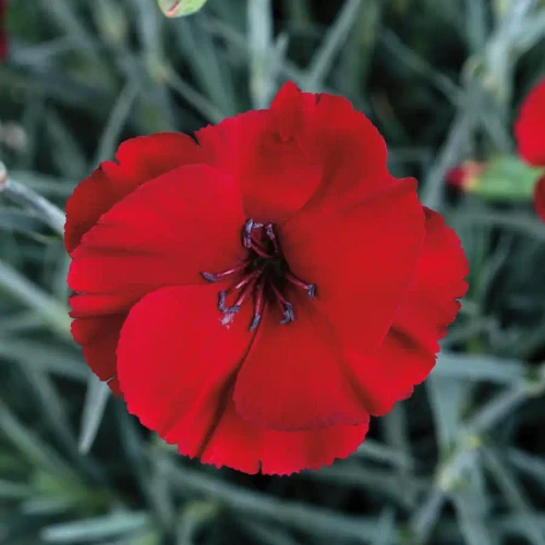 Dianthus American Pie® Cherry Pie PP32445 (72 cells)