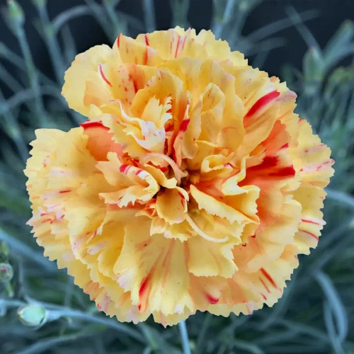 Dianthus Scent First® Lemon Sparkler PPAF (72 cells)