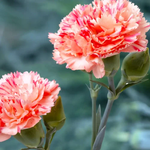Dianthus Scent First® Orange Sparkler PPAF (72 cells)
