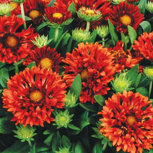 Gaillardia aristata SpinTop® Mariachi Red PPAF (72 cells)
