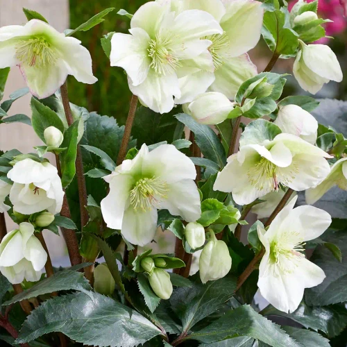 Helleborus Winter Sparkle 'White' PPAF (72 cells)