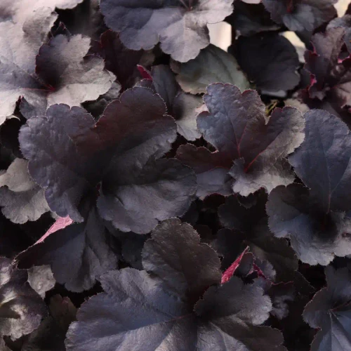Heuchera hybrid Everglow Midnight PPAF (72 cells)