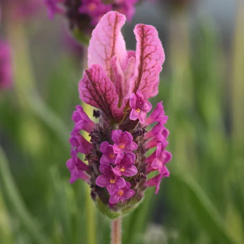 Lavandula stoechas Butterfly Gardens™ Poppin' Pink PPAF (72 cells)