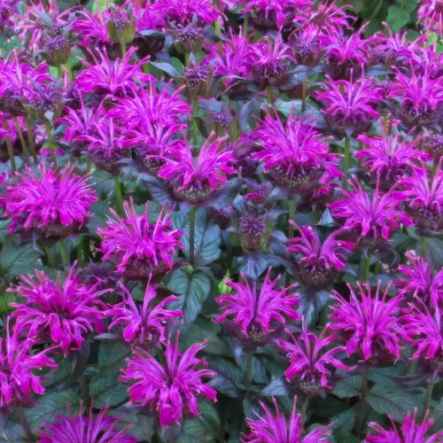 Monarda didyma Sugar Buzz® Rockin' Raspberry PP28752 (72 cells)