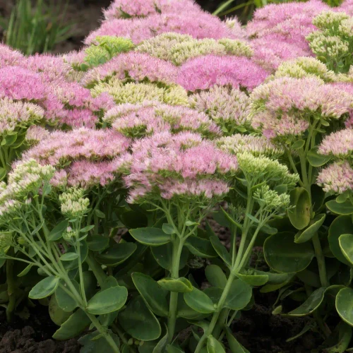 Sedum spectabile 'Spectacular' (72 cells)