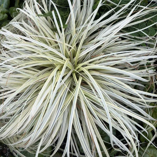 Carex Lunar Falls™ PP37205 (50 cells)