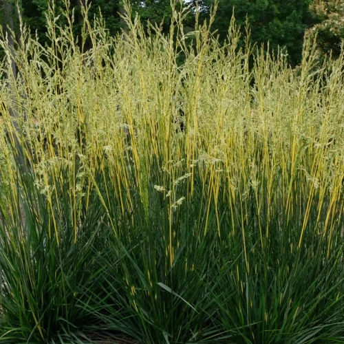 Festuca arundinacea 'Glow Sticks' PP34648 (50 cells)