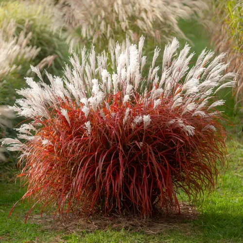 Miscanthus sinensis 'Lady in Red' PP36870 (38 cells)
