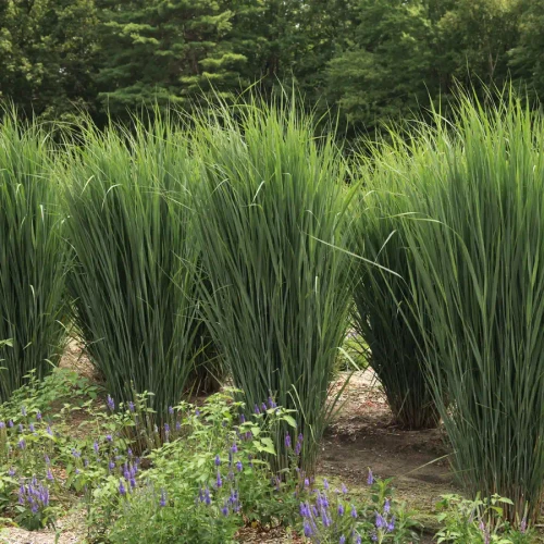 Panicum virgatum Dream Catcher® Lightning Bolt® PP36395 (38 cells)