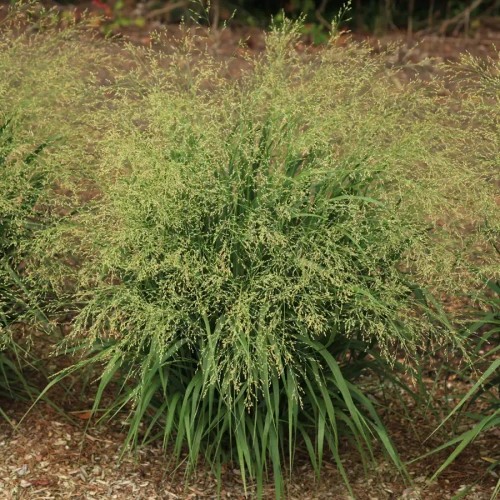 Panicum virgatum Dream CatcherÃ‚® Lion's ManeÂ™ PPAF (38 cells)