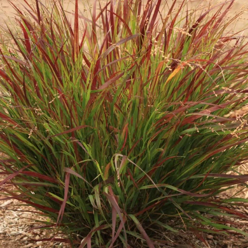 Panicum virgatum Dream CatcherÃ‚® Cherry BombÂ™ PPAF (38 cells)
