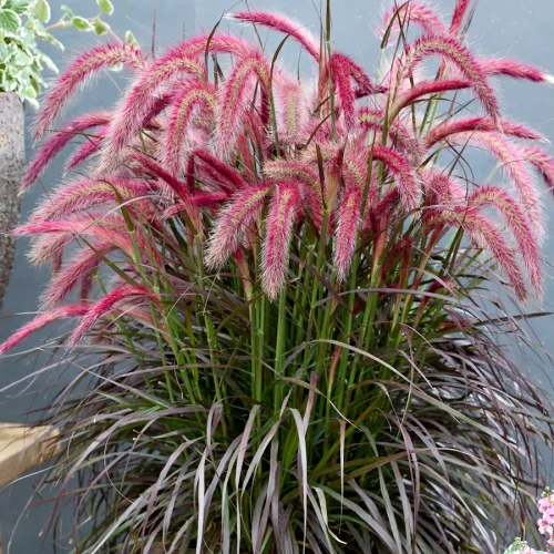 Pennisetum xadvena 'Tiny Tails' PPAF (38 cells)