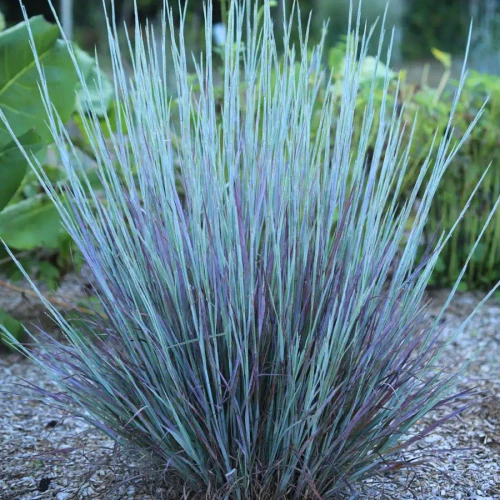 Schizachyrium scoparium Free Spirit® Mystic Purple™ PPAF (38 cells)