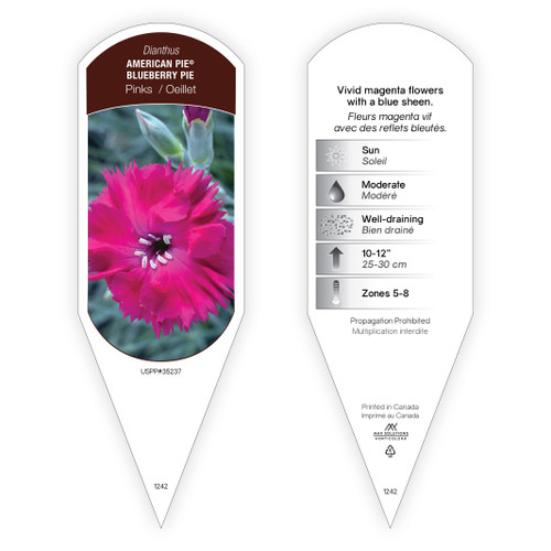 Dianthus American Pie™ Blueberry Pie PP35237  1 Tag