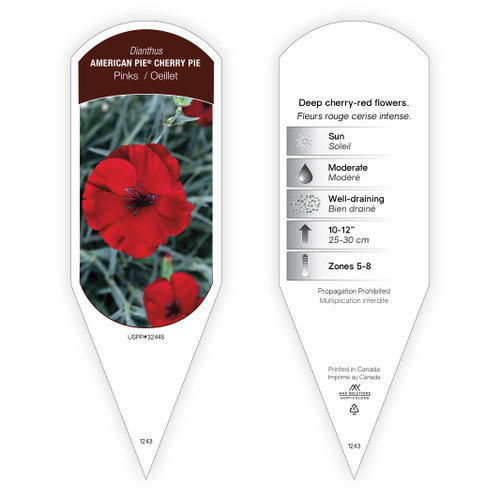 Dianthus American Pie™ Cherry Pie PP32445 1 Tag
