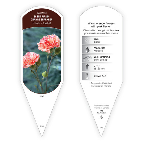 Dianthus Scent First® Orange Sparkler PPAF 1 Tag