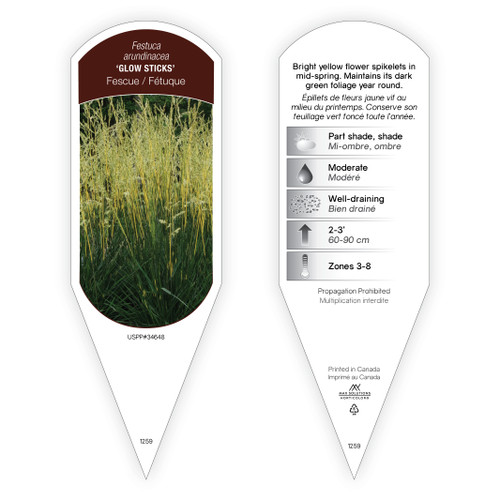 Festuca arundinacea 'Glow Sticks' PP34648 1 Tag