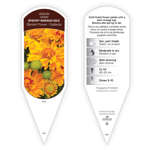 Gaillardia aristata SpinTop® Mariachi Gold PPAF 1 Tag