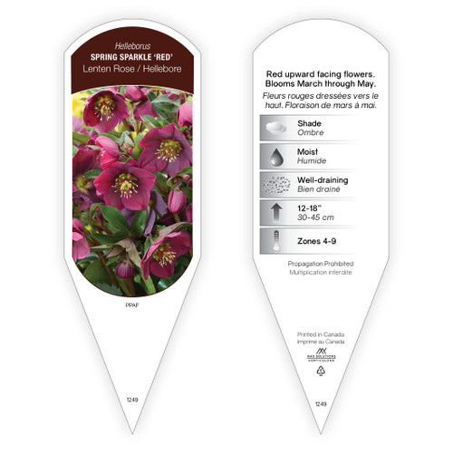 Helleborus Spring Sparkle 'Red' PPAF 1 Tag