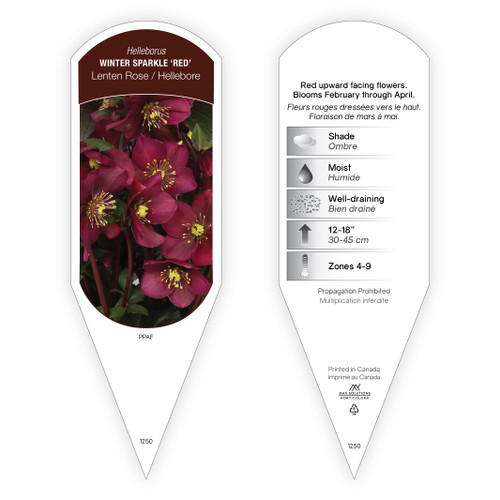 Helleborus Winter Sparkle 'Red' PPAF 1 Tag