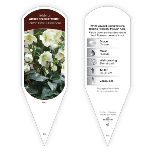 Helleborus Winter Sparkle 'White' PPAF 1 Tag