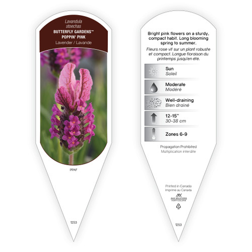 Lavandula stoechas Butterfly Gardens™ Poppin' Pink PPAF 1 Tag