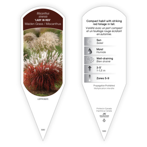 Miscanthus sinensis 'Lady in Red' PP36870 1 Tag