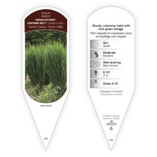 Panicum virgatum Dream Catcher® Lightning Bolt® PP36395 1 Tag