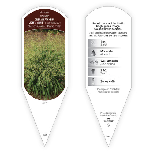 Panicum virgatum Dream Catcher® Lion's Mane™ PPAF 1 Tag