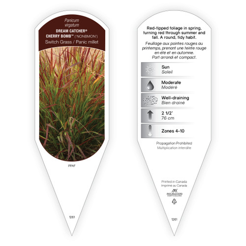 Panicum virgatum Dream Catcher® Cherry Bomb™ PPAF 1 Tag