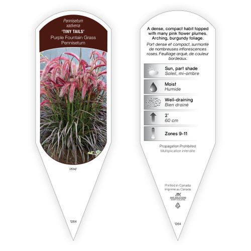 Pennisetum xadvena 'Tiny Tails' PPAF 1 Tag