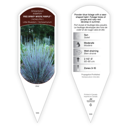 Schizachyrium scoparium Free Spirit® Mystic Purple® PPAF 1 Tag