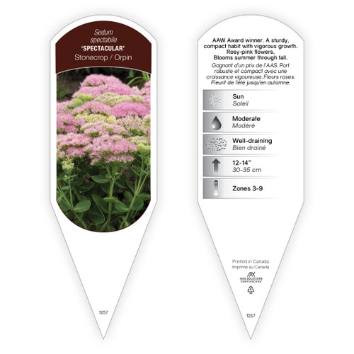 Sedum spectabile 'Spectacular' 1 Tag