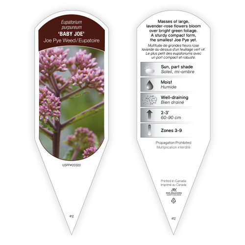 Eupatorium purpureum 'Baby Joe' PP20320 1 Tag