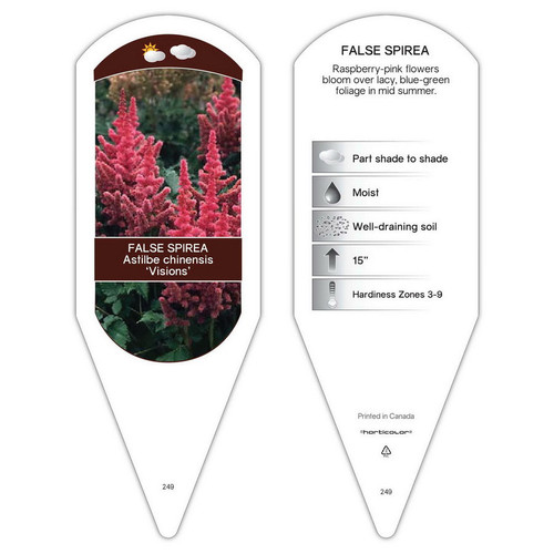 Astilbe Tag Astilbe chinensis Visions 1 Tag