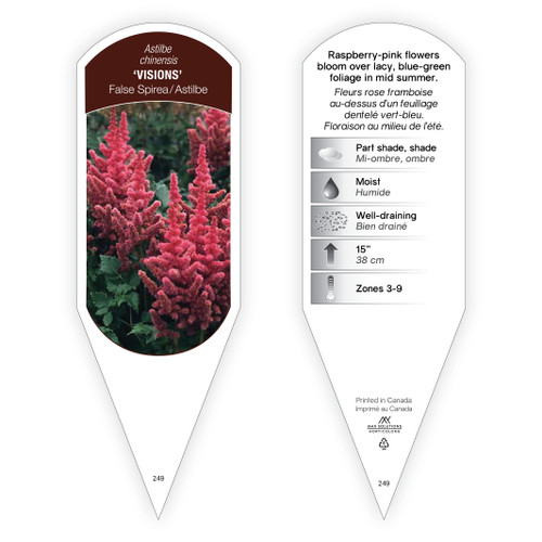 Astilbe chinensis 'Visions' 1 Tag