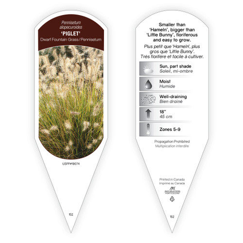 Pennisetum Tag Pennisetum alopecuroides Piglet PP19074 1 Tag