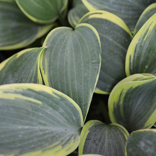 Hosta First Frost 38 cells