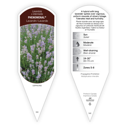 Lavandula Tag Lavandula xintermedia Phenomenal PP24193 1 Tag
