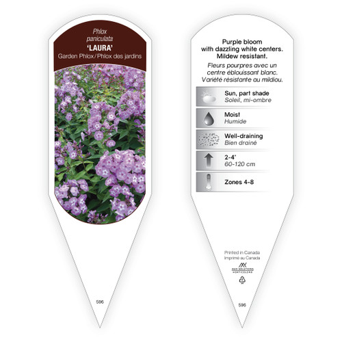 Phlox Tag Phlox paniculata Laura 1 Tag