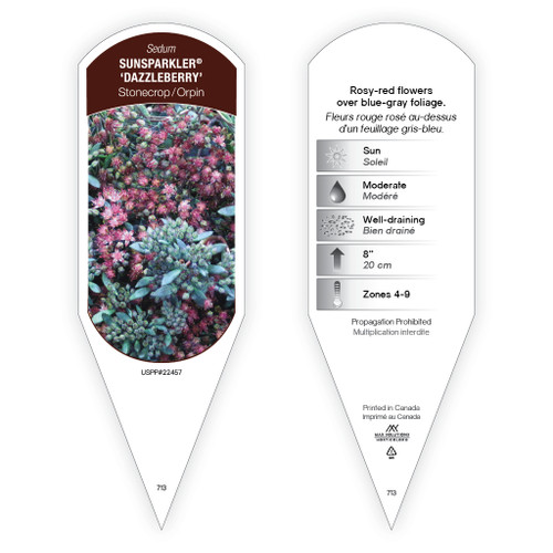 Sedum Sunsparkler® 'Dazzleberry' PP22457 1 Tag