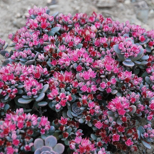 Sedum Sunsparkler Firecracker liners from Emerald Coast Growers