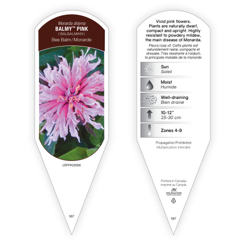 Monarda Tag Monarda didyma Balmy Pink PP25561 1 Tag
