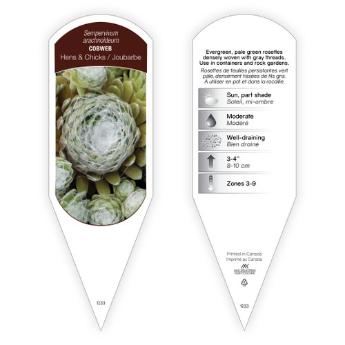 Sempervivum Tag Sempervivum arachnoideum Cobweb 1 Tag