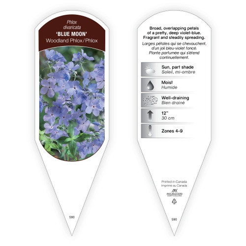Phlox Tag Phlox divaricata Blue Moon 1 Tag