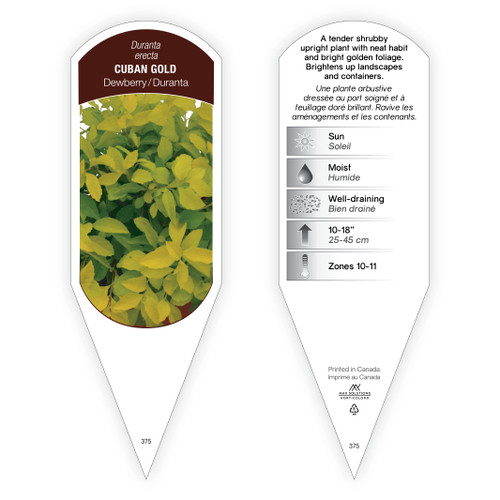 Duranta erecta Cuban Gold™ 1 Tag