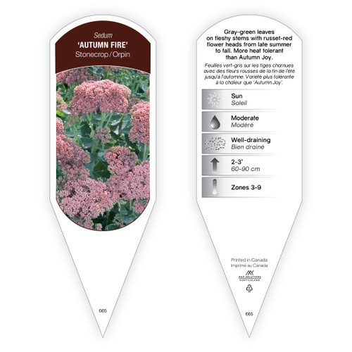 Sedum 'Autumn Fire' 1 Tag