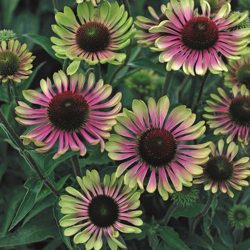 Echinacea purpurea Green Twister 72 cells